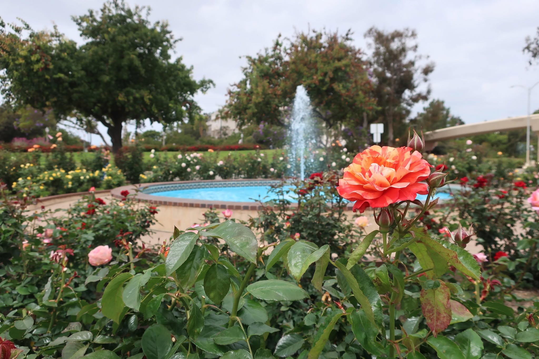 A Day Trip Worth the Drive: Moreno Valley to Balboa Park's Seven Bridges Walk — photo 13